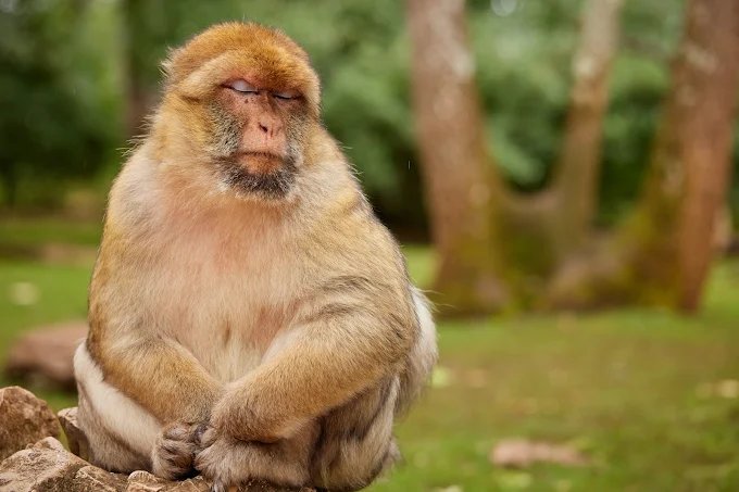 Macaques en semi-liberté à la Forêt des Singes de Rocamadour