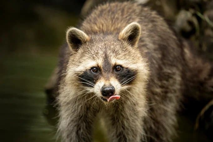 Animaux en semi-liberté au Parc animalier de Gramat