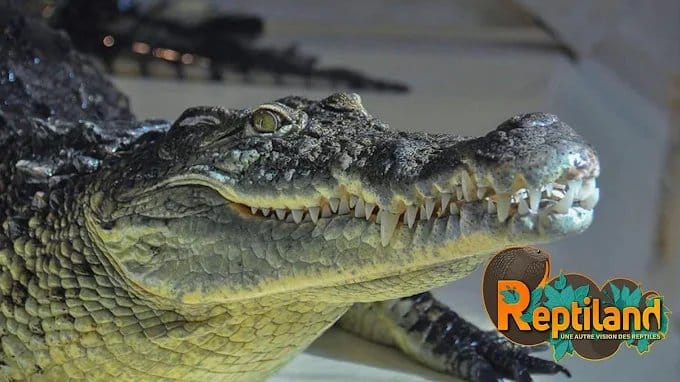 Crocodile du parc Reptiland, près de Martel