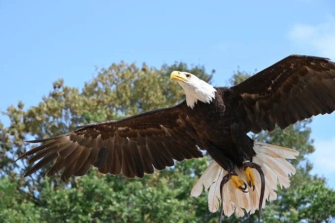 Rapace en vol au Rocher des Aigles de Rocamadour